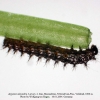 argynnis alexandra iran larva l2 a